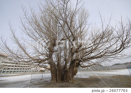 逆さ公孫樹(岩手県宮古市) 逆さ公孫樹(岩手県宮古市) 26077763