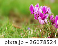 シクラメン 26078524