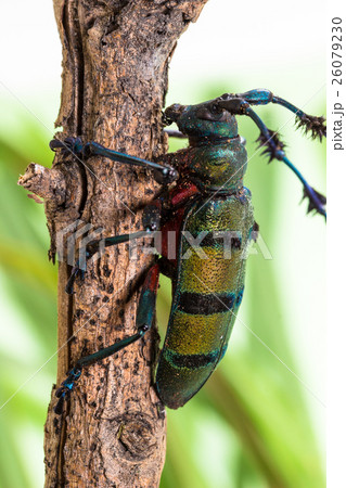 Longhorn beetle (Diastocera wallichi), Beetle 26079230