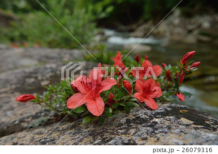 木曽のイワツツジ 木曽のイワツツジ 26079316