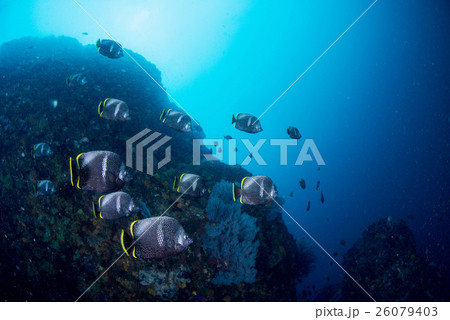 ユウゼン 26079403