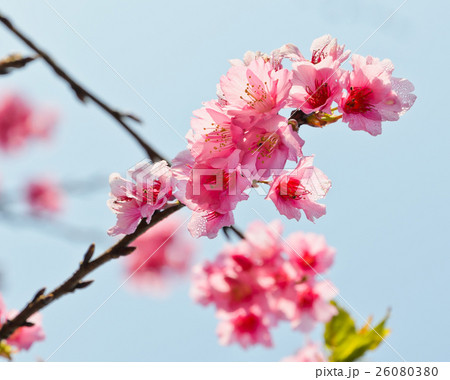 Beautiful Wild Himalayan cherry in bloom 26080380