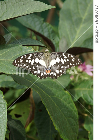 蝶 チョウ 蝴蝶 26080727