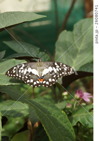 蝶 チョウ 蝴蝶 26080741