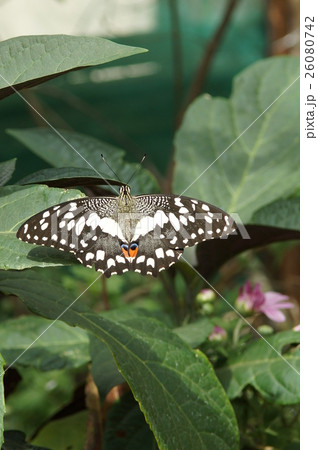 蝶 チョウ 蝴蝶 26080742
