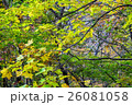 紅葉 落ち葉 自然 秋 26081058