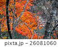紅葉 落ち葉 自然 秋 26081060