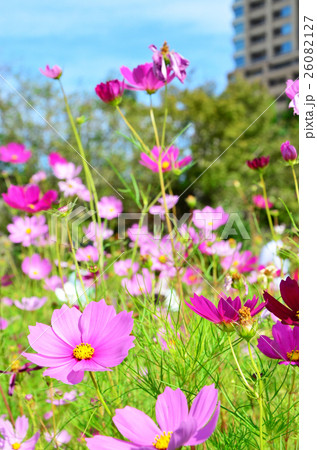 大阪 梅田の風景 大阪 梅田の風景 26082127