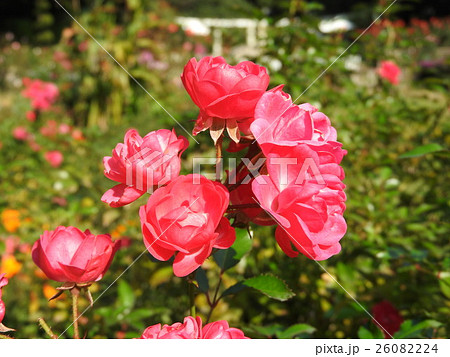 モダンローズ：ラブリー・フェアリー 26082224