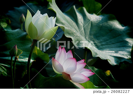 八分咲き 花 フラワー 26082227