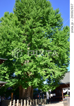 飛騨高山　飛騨国分寺　大イチョウ（2016.10） 26082607