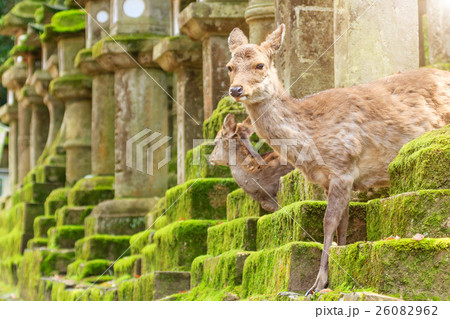 Young deer in Nara Park, Japan. 26082962