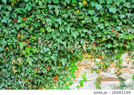 Exterior stone wall covered in green ivy. Exterior stone wall covered in green ivy. 26083199