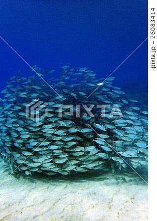 アジ玉・サイパン 26083414