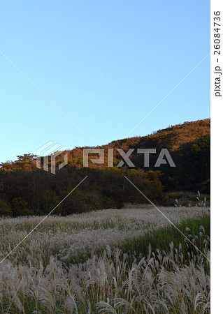 日没前のすすき 26084736