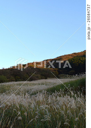 日没前のすすき 26084737