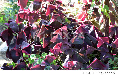 紫のクローバー、オキザリス 26085455