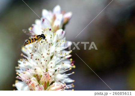 ヒメヒラタアブ　ツメレンゲで吸蜜 26085611