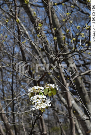 オオバヤシャブシ 26085766