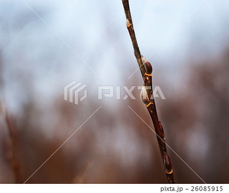 beautiful pussy willow branch with catkins beautiful pussy willow branch with catkins 26085915