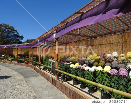 秋の風物詩:菊花展(神戸相楽園) 秋の風物詩:菊花展(神戸相楽園) 26086714