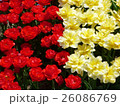 赤と黄の花 26086769