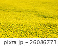 菜の花畑 26086773