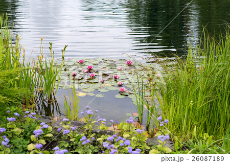 Blossom pink waterlily or lotus in pond. 26087189