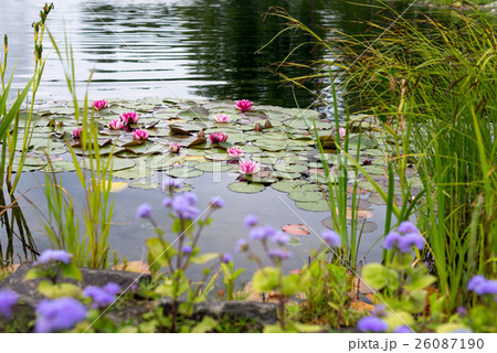 Blossom pink waterlily or lotus in pond. Blossom pink waterlily or lotus in pond. 26087190