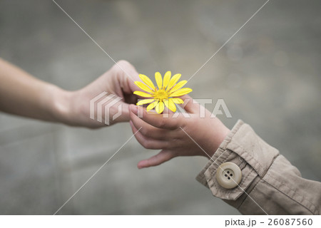 黄色い花を手渡す親子の手 黄色い花を手渡す親子の手 26087560