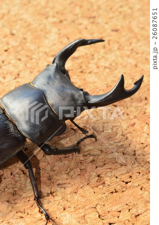 国産オオクワガタ コルク背景 国産オオクワガタ コルク背景 26087651