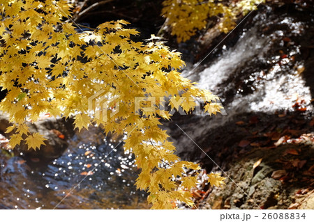 飛騨せせらぎ街道　西ウレ峠の秋 26088834