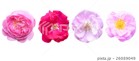 Rose pink flowers isolated on white background. Rose pink flowers isolated on white background. 26089049