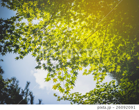 gold autumn yellow leave blur background 26092091