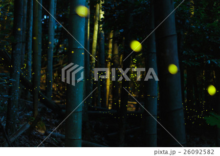 ひめぼたるの舞 ひめぼたるの舞 26092582
