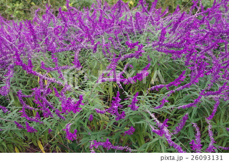アメジストセージ(サルビアレウカンサ・メキシカンブッシュセージ) 26093131