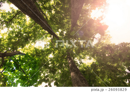view of trees with lens flare. view of trees with lens flare. 26093829