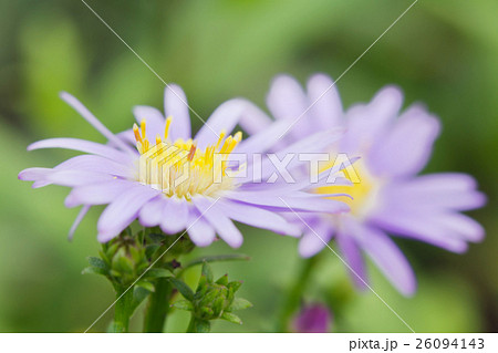 Beautiful gerbera daisy flower in the garden 26094143