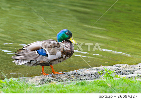 Young duck on pond background Young duck on pond background 26094327