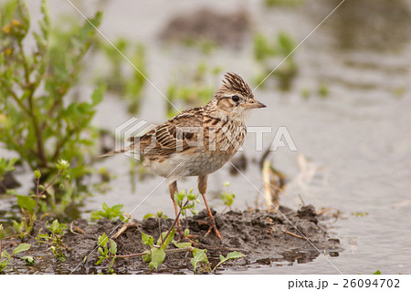 雲雀 雲雀 26094702