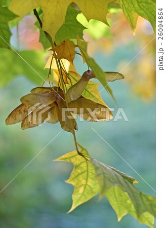 Autumn maple branch with winged seeds 26094864