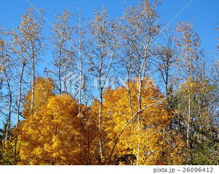 Thornhill autumn forest 2016 26096412