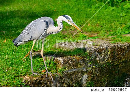 Heron on bank of stream Heron on bank of stream 26096647