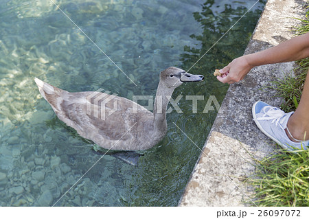 Tanned caucasian woman feed young swan closeup 26097072