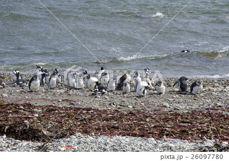 Punta Arenas - Penguin Colony Punta Arenas - Penguin Colony 26097780