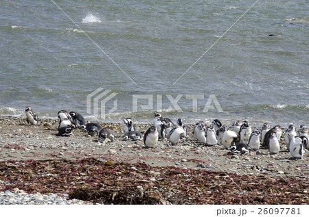 Punta Arenas - Penguin Colony Punta Arenas - Penguin Colony 26097781