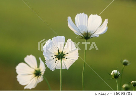 コスモスの白い花落ち着いたイメージ 26098705