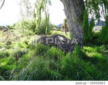 木の龍 木の龍 26098963