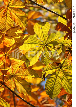 自然　植物　トチノキ、陽の光を透すと色々な色が現れてきます 26099340
