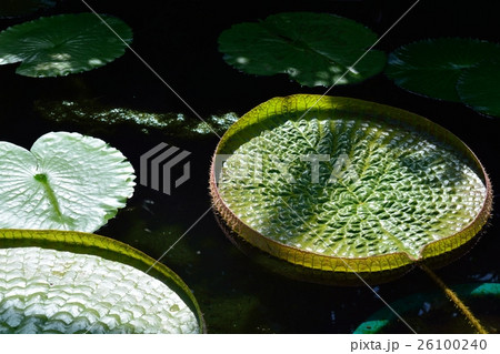 パラグアイオニバス 26100240